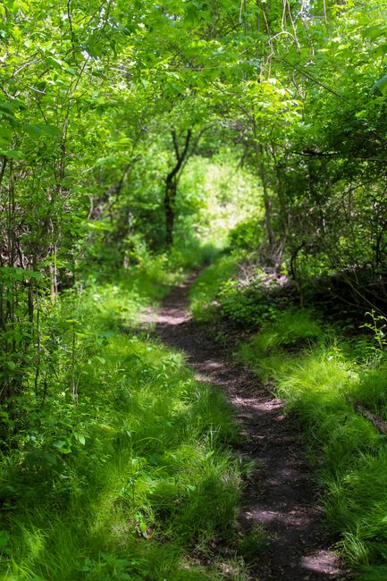 A narrow dirt pathway winding through a lush green forest with dense foliage and overhanging tree branches. The trail is bordered by vibrant grass and small plants, leading towards a mildly sunlit clearing in the distance. Sunlight filters through the leaves, creating dappled patterns on the ground, and the overall scene exudes a peaceful, natural environment typical of woodland areas, with no visible waste or debris. This setting often relates to natural outdoor spaces where rubbish removal or clearing services may be needed to maintain cleanliness and preserve the environment. The scene reflects a quiet, undisturbed woodland pathway surrounded by a variety of green tones and textured foliage, emphasizing the importance of responsible waste management in outdoor areas.